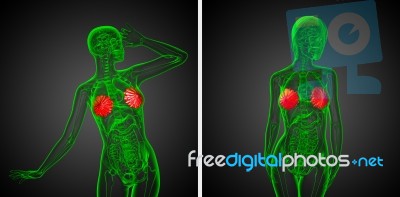3d Rendering Medical Illustration Of The Human Breast Stock Image