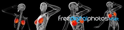 3d Rendering Medical Illustration Of The Human Breast Stock Image