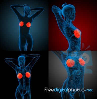 3d Rendering Medical Illustration Of The Human Breast Stock Image