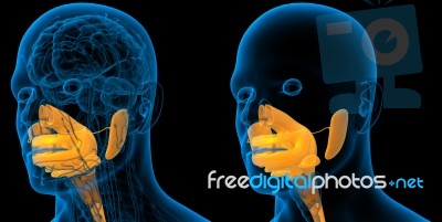 3d Rendering Medical Illustration Of The Human Digestive System Stock Image