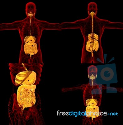 3d Rendering Medical Illustration Of The Human Digestive System Stock Image