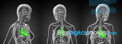 3d Rendering Medical Illustration Of The Human Heart Stock Image 3d Rendering Medical Illustration Of The Human Heart Stock Image