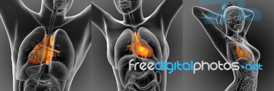 3d Rendering Medical Illustration Of The Human Heart Stock Image