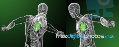 3d Rendering Medical Illustration Of The Human Heart Stock Image
