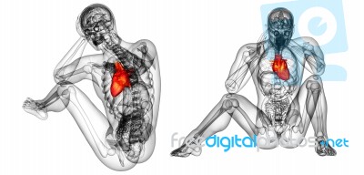 3d Rendering Medical Illustration Of The Human Heart Stock Image