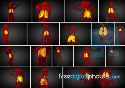3d Rendering Medical Illustration Of The Human Respiratory Syste… Stock Image