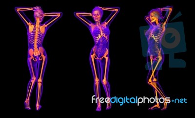 3d Rendering Medical Illustration Of The Human Skeleton Stock Image
