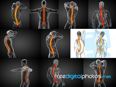 3d Rendering Medical Illustration Of The Human Spine Stock Image