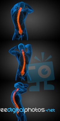 3d Rendering Medical Illustration Of The Human Spine Stock Image