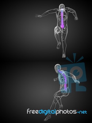 3d Rendering Medical Illustration Of The Human Spine Stock Image