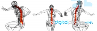 3d Rendering Medical Illustration Of The Human Spine Stock Image