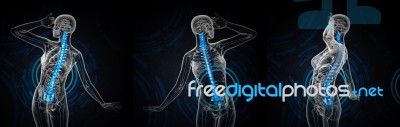 3d Rendering Medical Illustration Of The Human Spine Stock Image