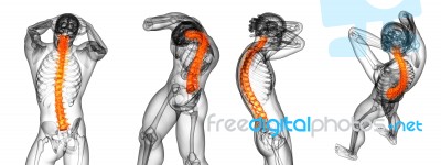 3d Rendering Medical Illustration Of The Human Spine Stock Image 3d Rendering Medical Illustration Of The Human Spine Stock Image