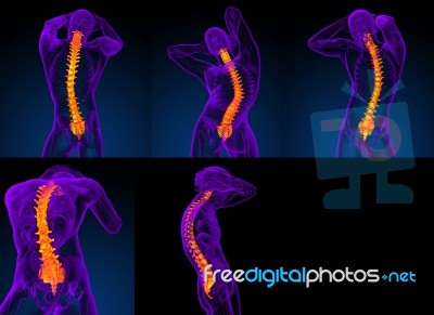 3d Rendering Medical Illustration Of The Human Spine Stock Image
