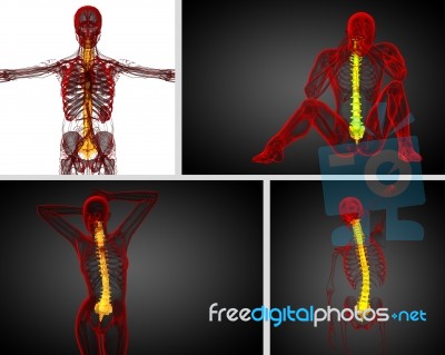 3d Rendering Medical Illustration Of The Human Spine Stock Image