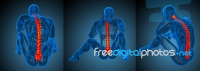 3d Rendering Medical Illustration Of The Human Spine Stock Image