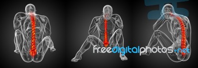 3d Rendering Medical Illustration Of The Human Spine Stock Image