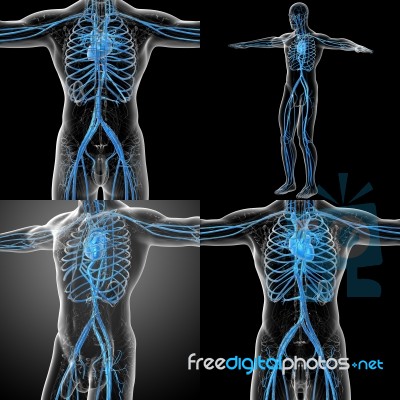 3d Rendering Medical Illustration Of The Human Vascular System Stock Image
