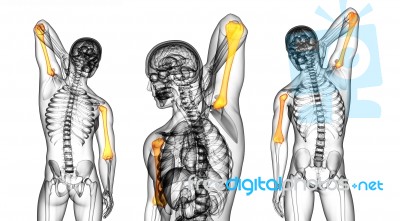3d Rendering Medical Illustration Of The Humerus Bone Stock Image