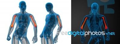 3d Rendering Medical Illustration Of The Humerus Bone Stock Image