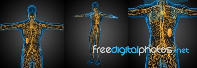 3d Rendering Medical Illustration Of The Lymphatic System Stock Image