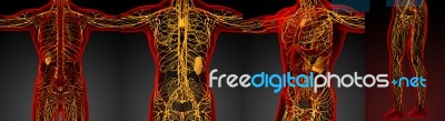 3d Rendering Medical Illustration Of The Lymphatic System Stock Image