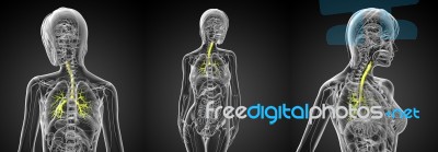 3d Rendering Medical Illustration Of The Male Bronchi Stock Image