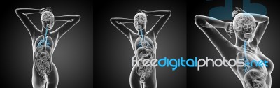 3d Rendering Medical Illustration Of The Male Bronchi Stock Image