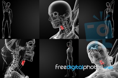 3d Rendering Medical Illustration Of The Male Larynx Stock Image