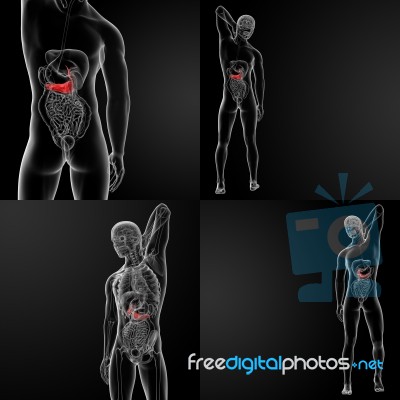 3d Rendering Medical Illustration Of The Male Pancreas And Gallb… Stock Image