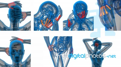 3d Rendering Medical Illustration Of The Metacarpal Bone Stock Image