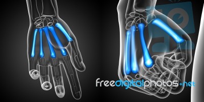 3d Rendering Medical Illustration Of The Metacarpal Bone Stock Image