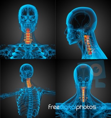 3d Rendering Medical Illustration Of The Neck Bone Stock Image