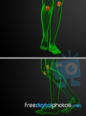 3d Rendering  Medical Illustration Of The Patella Bone Stock Image