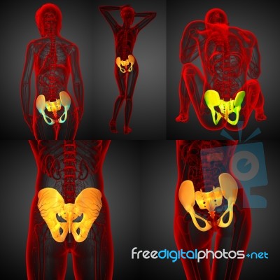 3d Rendering Medical Illustration Of The Pelvis Bone Stock Image