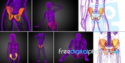 3d Rendering Medical Illustration Of The Pelvis Bone Stock Image
