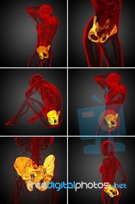 3d Rendering  Medical Illustration Of The Pelvis Bone Stock Image