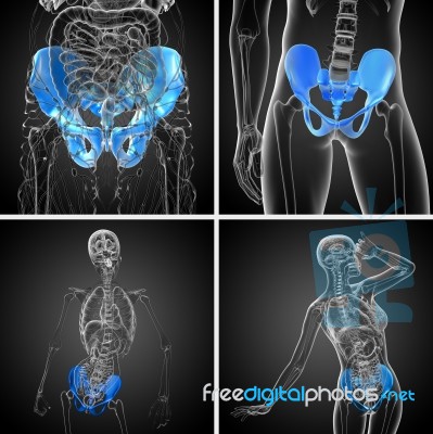3d Rendering Medical Illustration Of The Pelvis Bone Stock Image