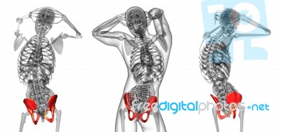 3d Rendering Medical Illustration Of The Pelvis Bone Stock Image