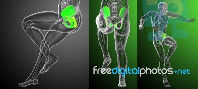 3d Rendering Medical Illustration Of The Pelvis Bone Stock Image