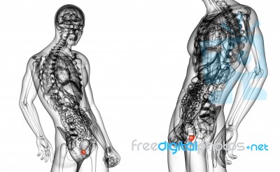 3d Rendering Medical Illustration Of The Prostate Gland Stock Image