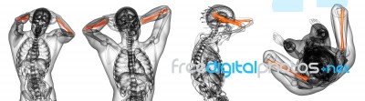 3d Rendering Medical Illustration Of The Radius Bone Stock Image