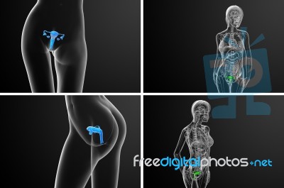 3d Rendering Medical Illustration Of The Reproductive System Stock Image