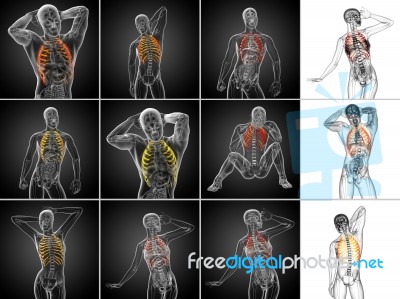 3d Rendering Medical Illustration Of The Ribcage Stock Image