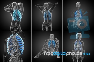 3d Rendering  Medical Illustration Of The Ribcage Stock Image