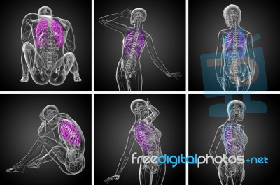 3d Rendering Medical Illustration Of The Ribcage Stock Image