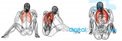 3d Rendering Medical Illustration Of The Ribcage Stock Image