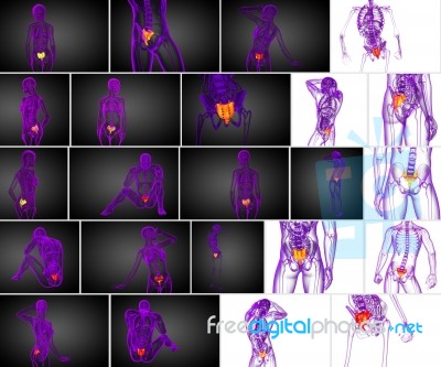 3d Rendering Medical Illustration Of The Sacrum Bone Stock Image