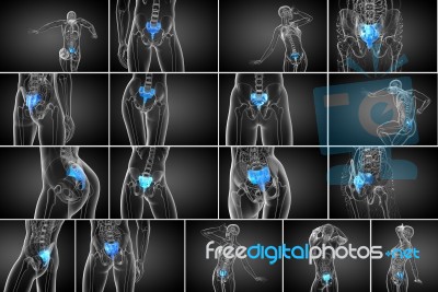 3d Rendering Medical Illustration Of The Sacrum Bone Stock Image
