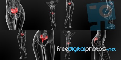 3d Rendering Medical Illustration Of The Sacrum Bone Stock Image